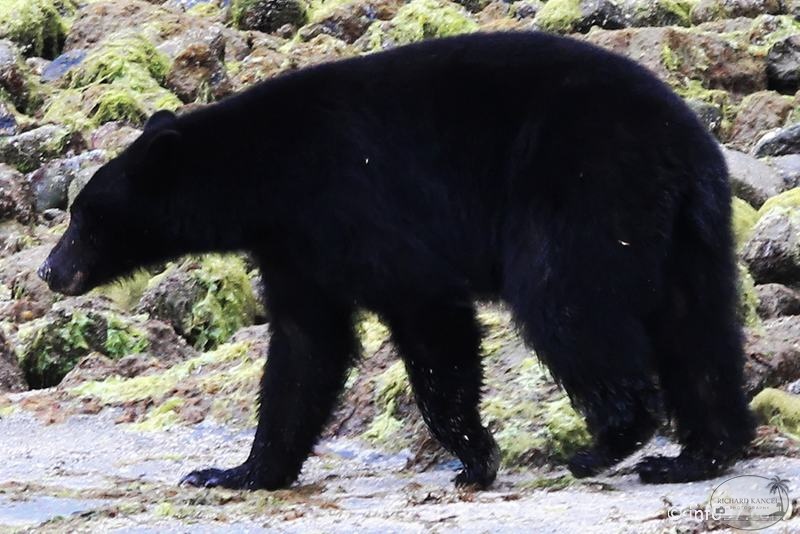 tofino-BC-ours-21.jpg