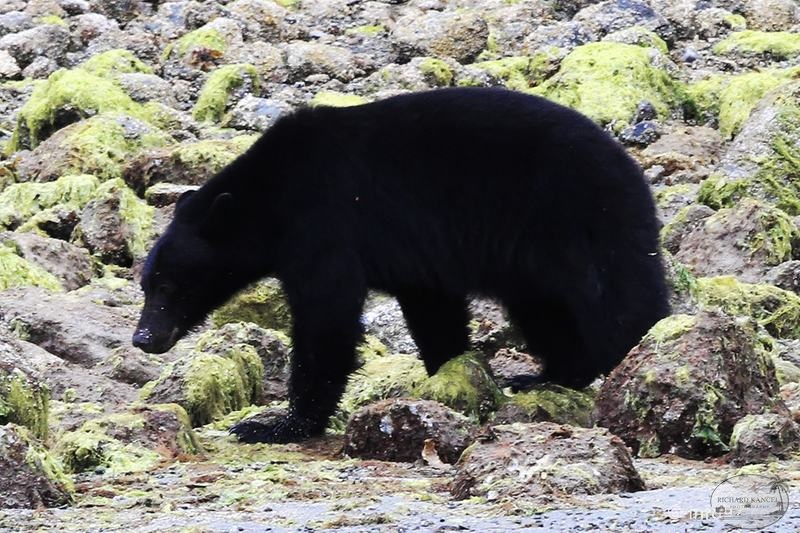 tofino-BC-ours-22.jpg