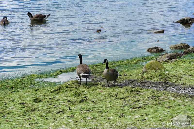 vancouver-stanley-park-06.jpg