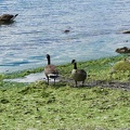 vancouver-stanley-park-06.jpg