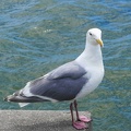 vancouver-stanley-park-16.jpg