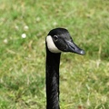vancouver-stanley-park-23.jpg