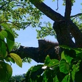 honduras-roatan-026.jpg