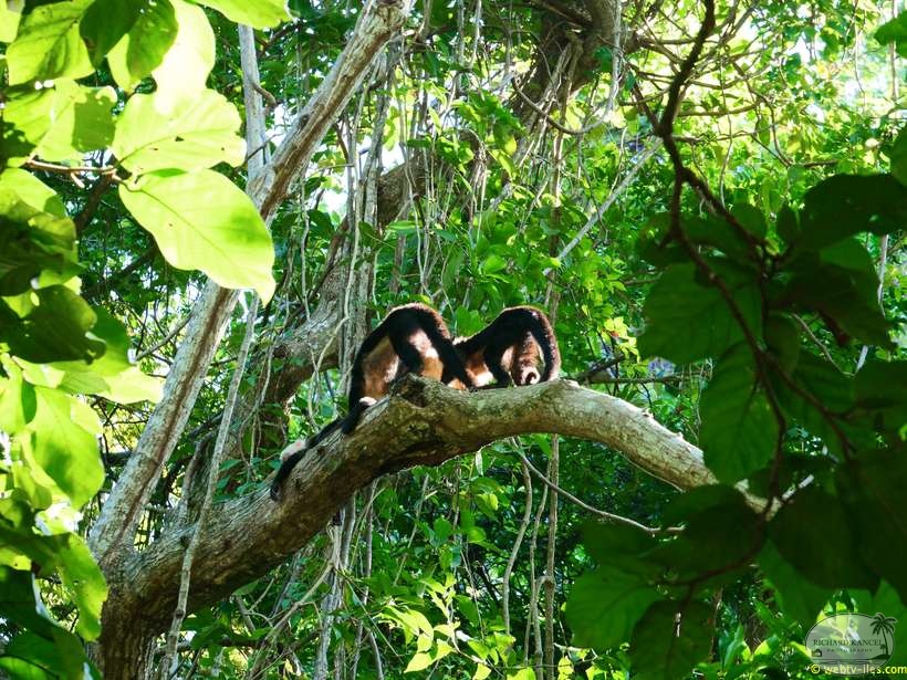 honduras-roatan-073.jpg