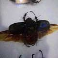 honduras-roatan-085.jpg