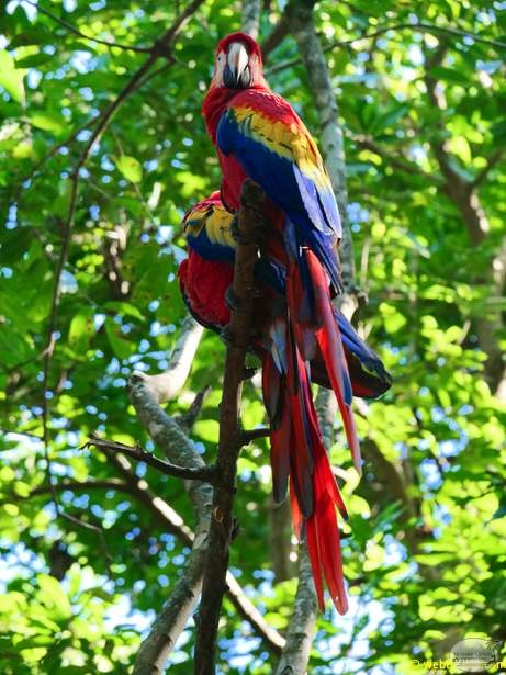honduras-roatan-125.jpg