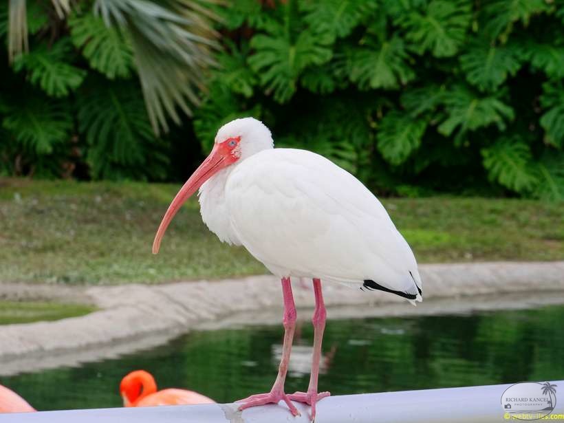 zoo-miami-04.jpg