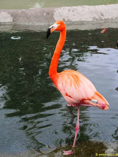 zoo-miami-05.jpg