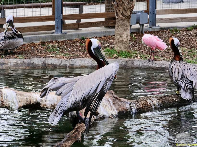 zoo-miami-06.jpg