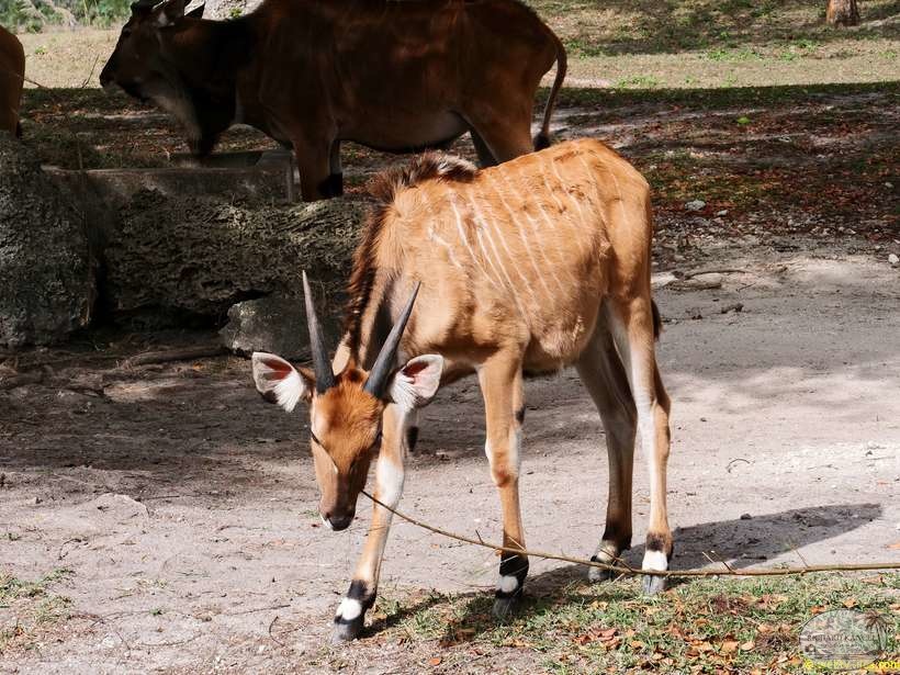 zoo-miami-18.jpg