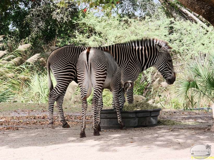 zoo-miami-23.jpg