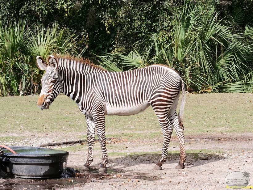 zoo-miami-25.jpg