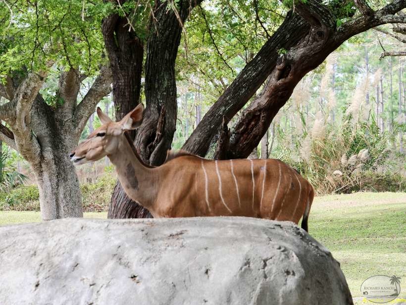 zoo-miami-47.jpg