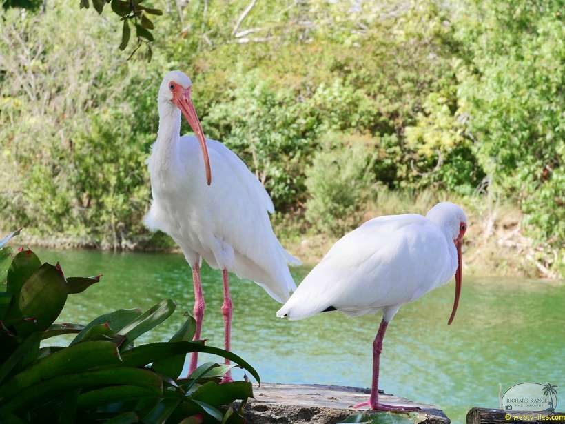 zoo-miami-58.jpg