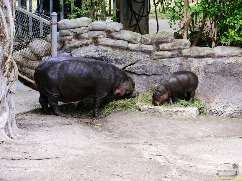 zoo-miami-69.jpg