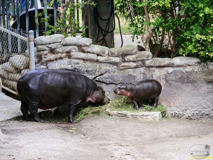 zoo-miami-70.jpg