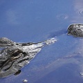 holland-america-everglades-miami-22.jpg
