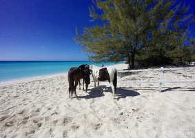 holland-america-half-moon-cay-24