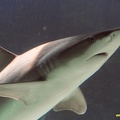 bahamas-atlantis-nassau016.jpg