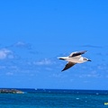 bahamas-atlantis-nassau058.jpg