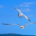 bahamas-atlantis-nassau064.jpg