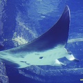 bahamas-atlantis-nassau103.jpg