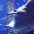 bahamas-atlantis-nassau105.jpg