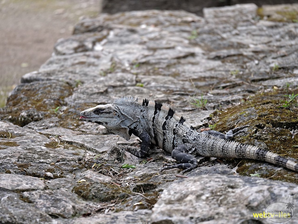 cozumel-mexique178.jpg