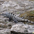 cozumel-mexique179.jpg