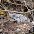 cozumel-mexique184.jpg