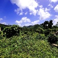 P1034994dominica-j1..jpg