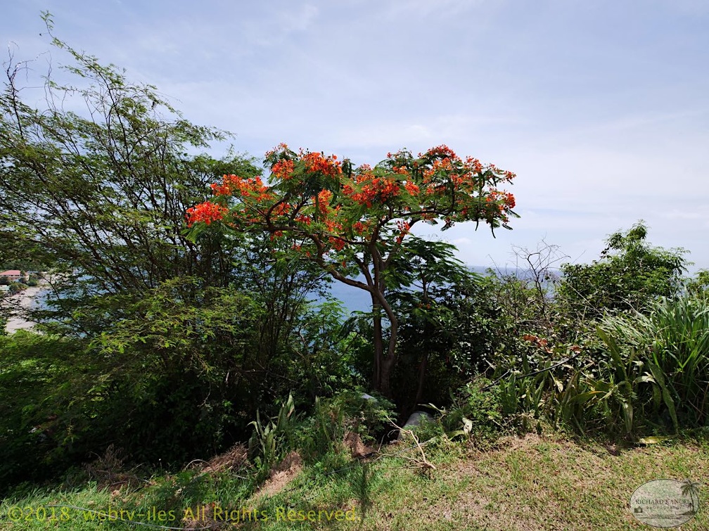 P1035088dominica-j2..jpg