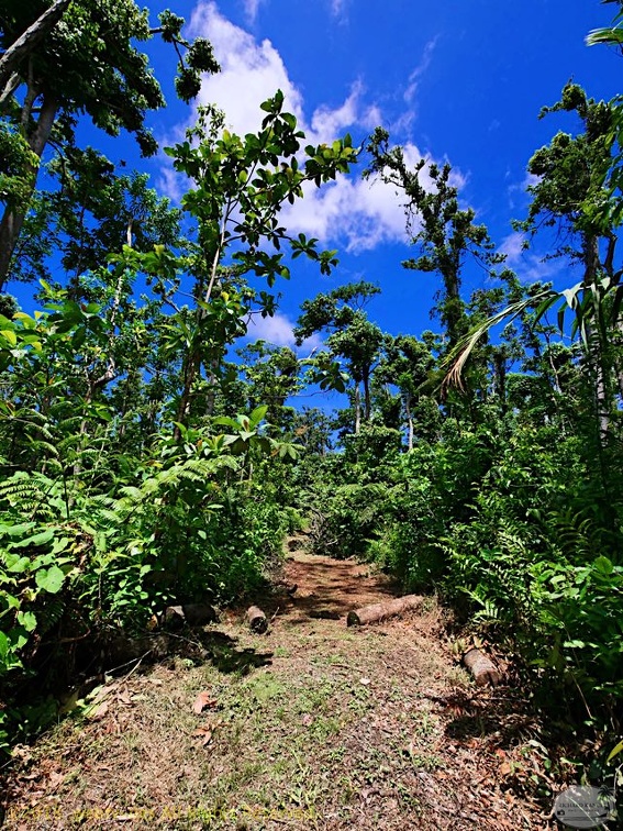 P1035119dominica-j3..jpg