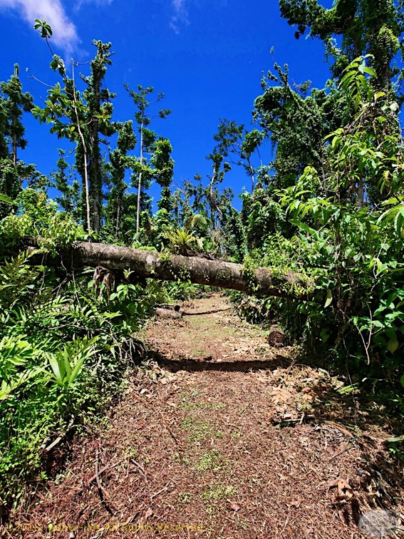 P1035122dominica-j3..jpg