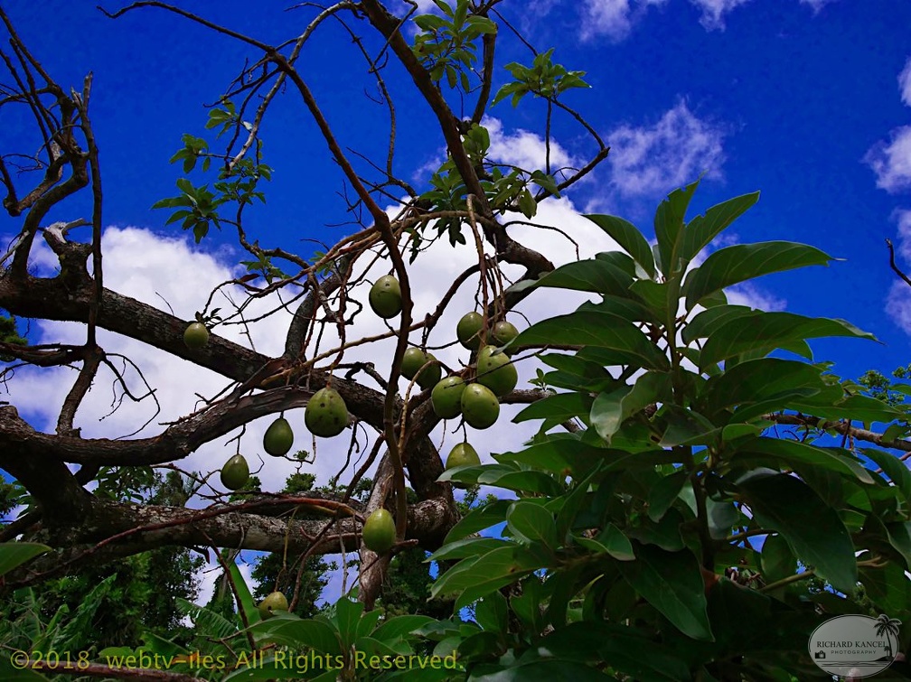 P1035137dominica-j3..jpg