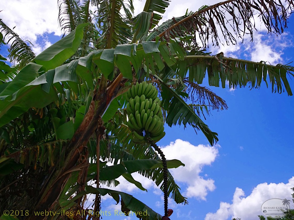 P1035138dominica-j3..jpg