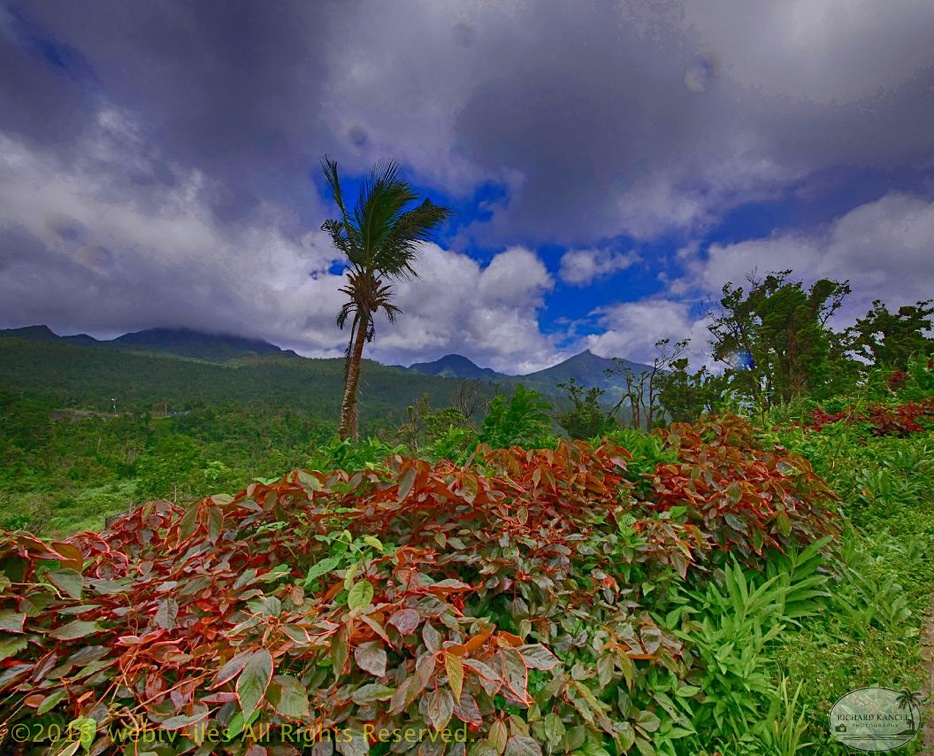 P1035173dominica-j4..jpg