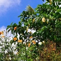 P1035197dominica-j4..jpg