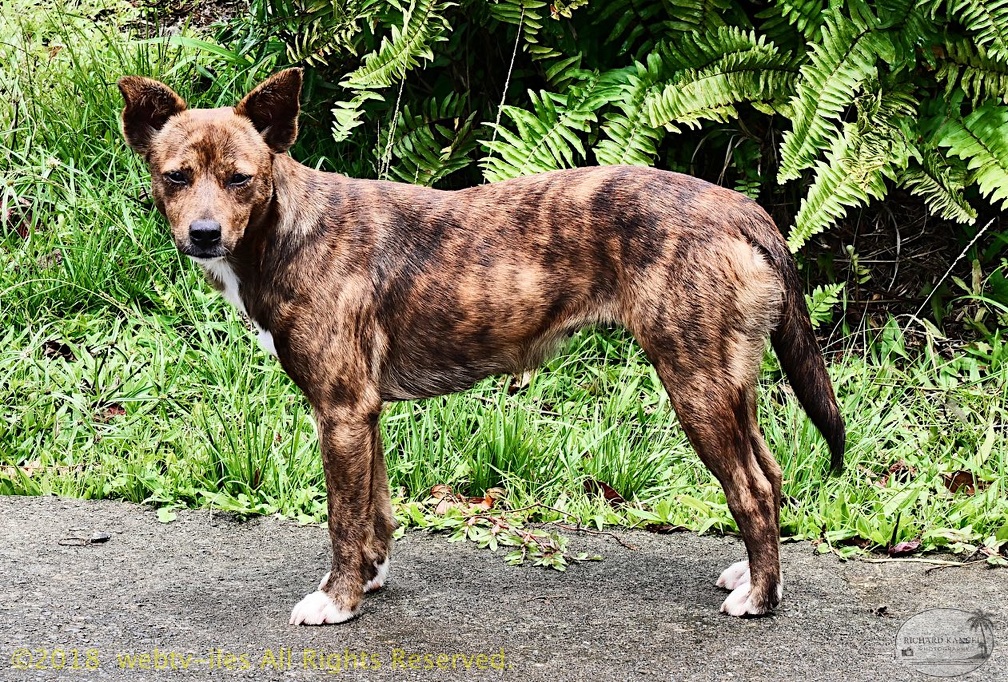 P1035201dominica-j4..jpg