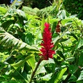 P1035207dominica-j4..jpg