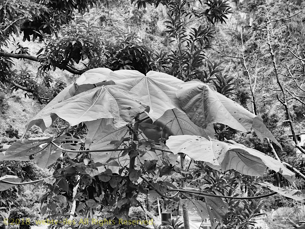 P1035237dominica-j4..jpg