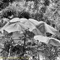 P1035237dominica-j4..jpg