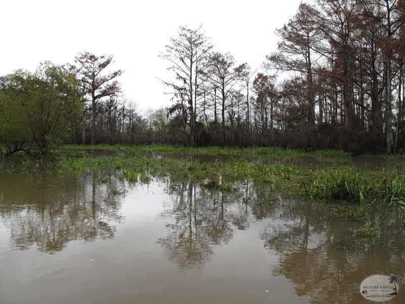 bayou24.jpg