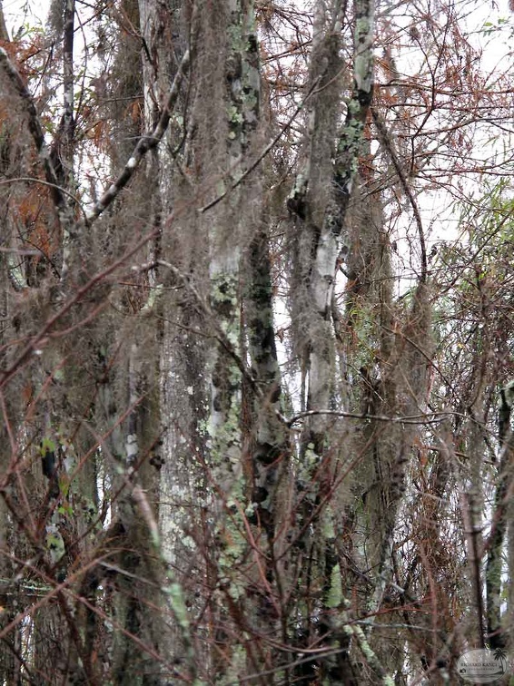 bayou31.jpg