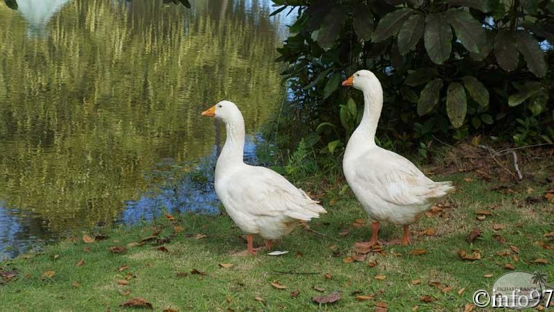 jardin-eau-11.jpg