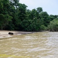 guyane09-st-laurent-fleuve.jpg