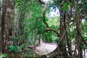 guyane13-st-laurent-fleuve