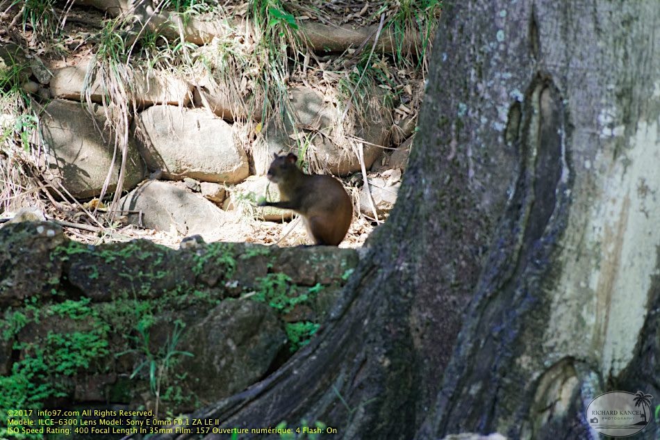 guyane101-iles-du-salut.jpg