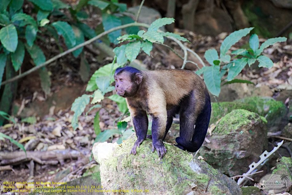 guyane110-iles-du-salut.jpg
