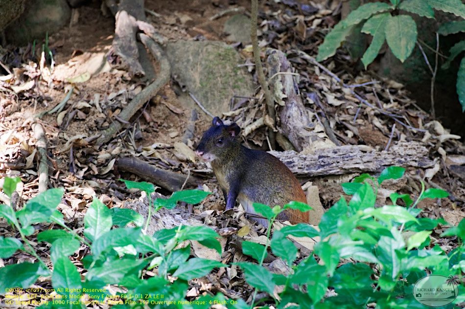 guyane113-iles-du-salut.jpg